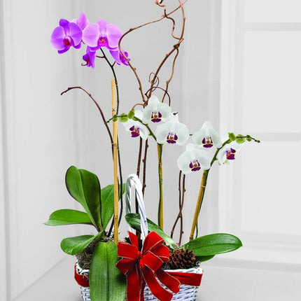 1 Hr Home Consultation - Orchids for the People