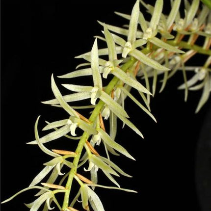Dendrochilum yuccaefolium - Orchids for the People