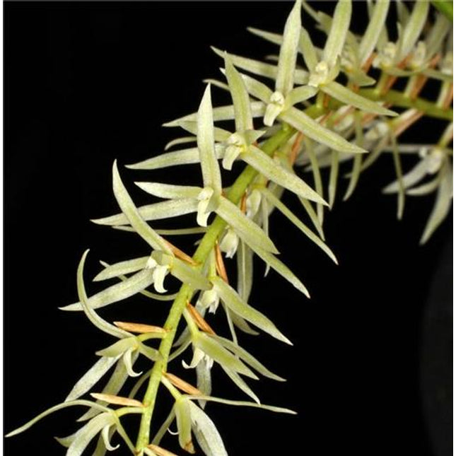 Dendrochilum yuccaefolium - Orchids for the People