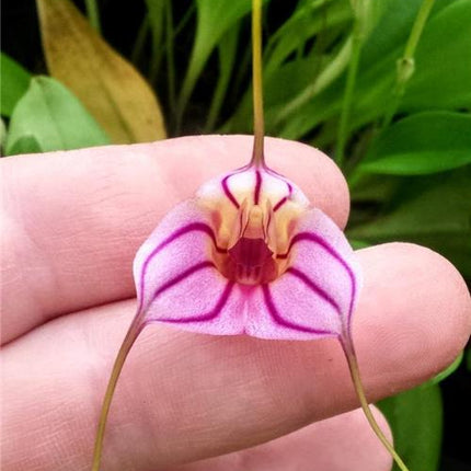 Masdevallia yungasensis - Orchids for the People