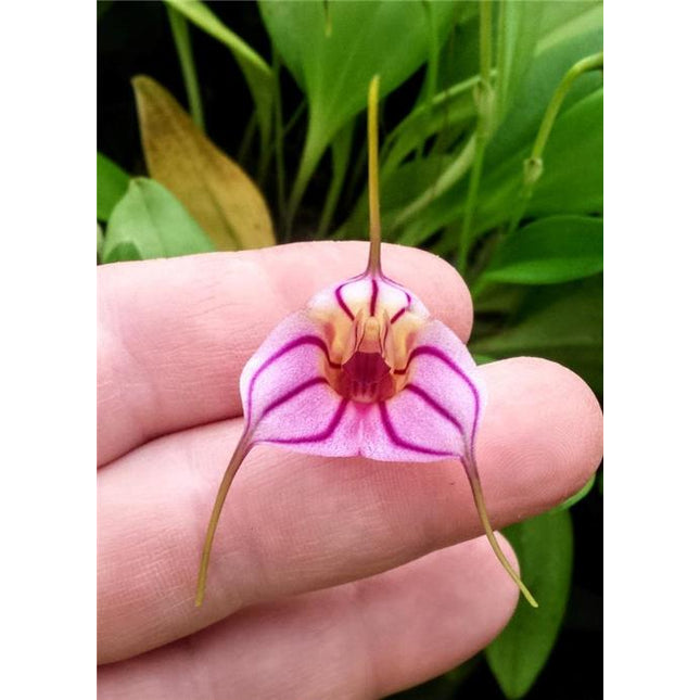 Masdevallia yungasensis - Orchids for the People