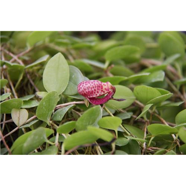 Zootrophion ximenae - Orchids for the People