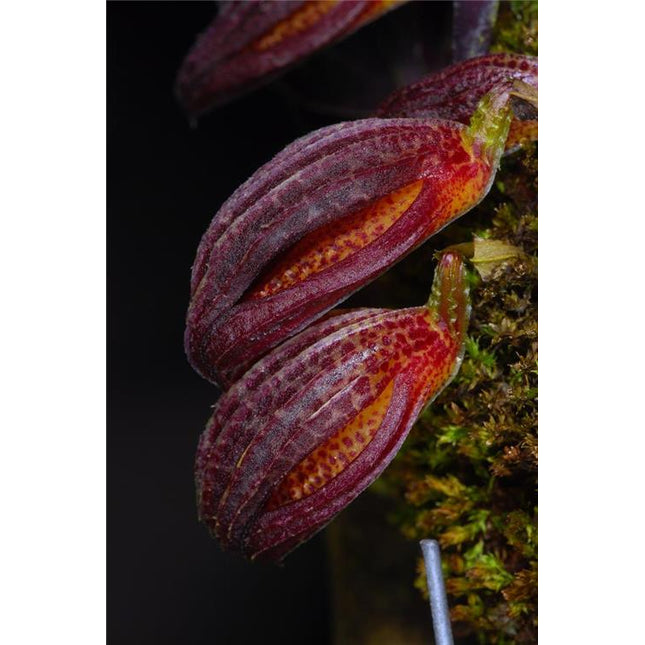 Zootrophion dayanum - Orchids for the People